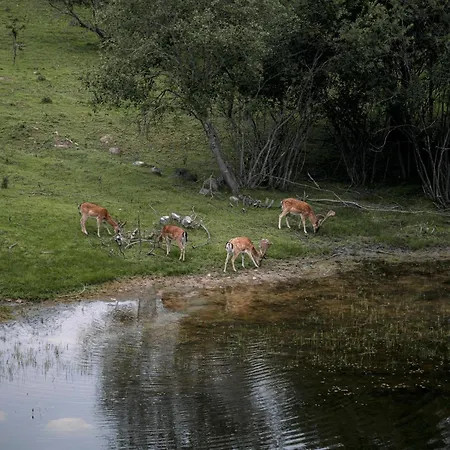 Camp Adventure Ferienhaus *